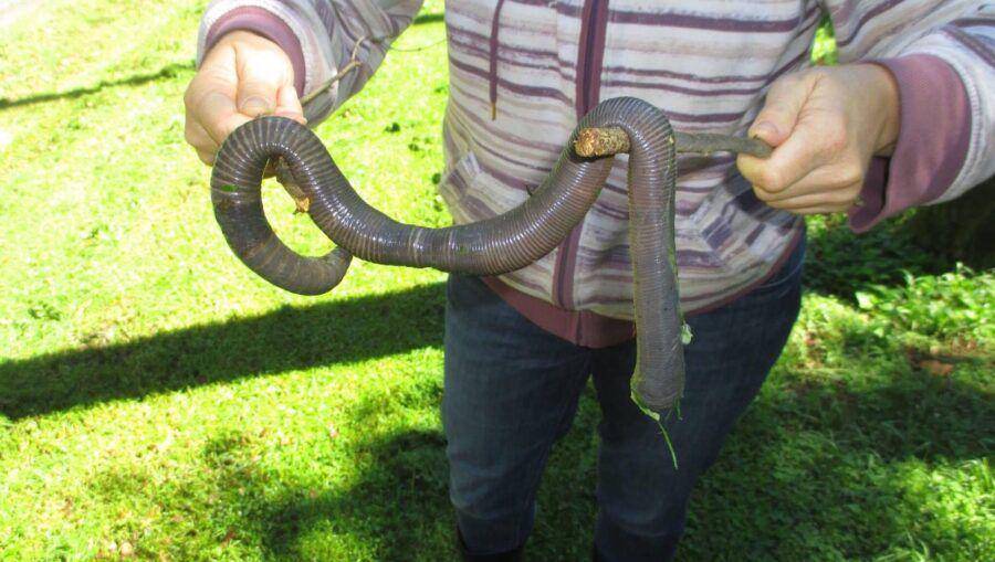 potret cacing tanah raksasa gippsland (critter.science)