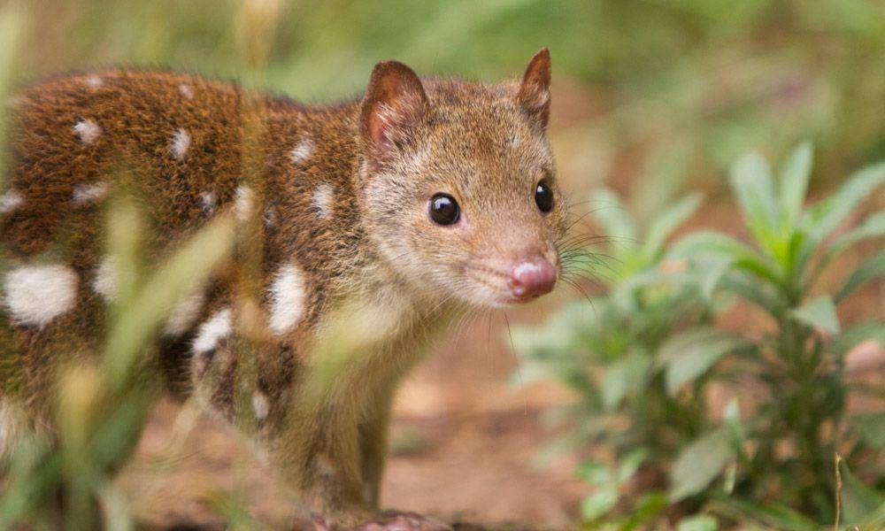 pottret quoll harimau (wwf.org.au)