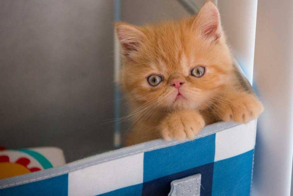 Kucing Ras Sedang 7 Ras Kucing Paling Lucu dan Imut di Dunia, Gemas Maksimal! | IDN Times