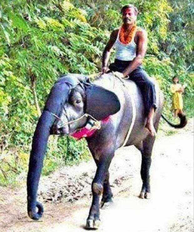 potret terlalu lucu untuk menjadi kenyataan (reddit.com/smilingbuddhauk via diply.com)