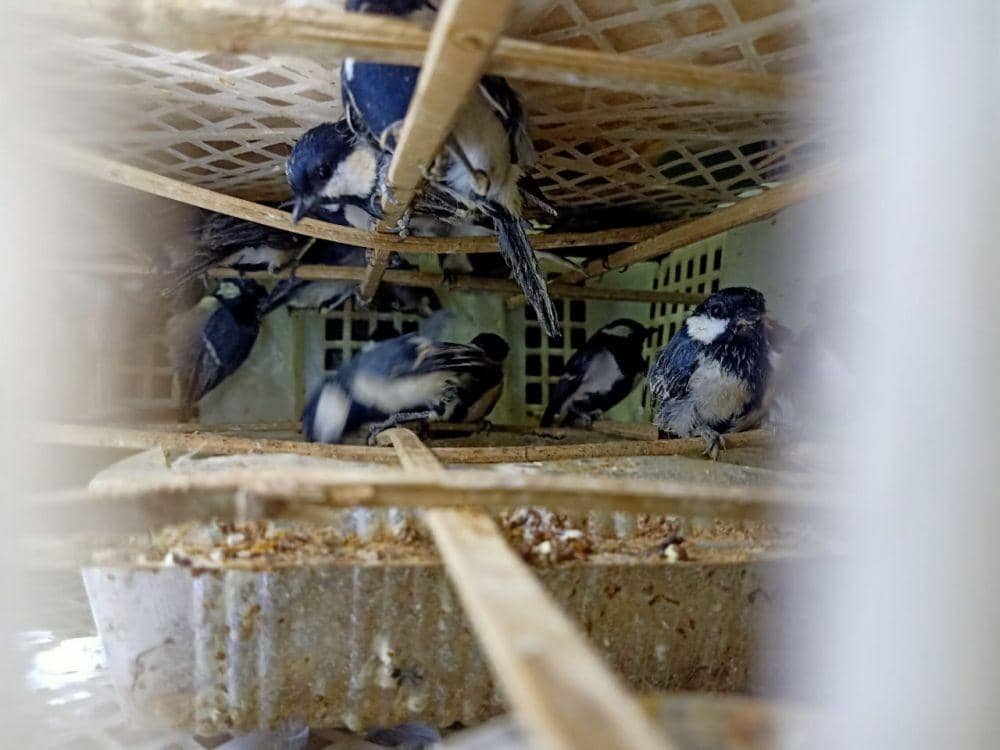 Tergiur Rupiah, Dua Pria Asal Riau Selundupkan 1.250 Burung ke Solo
