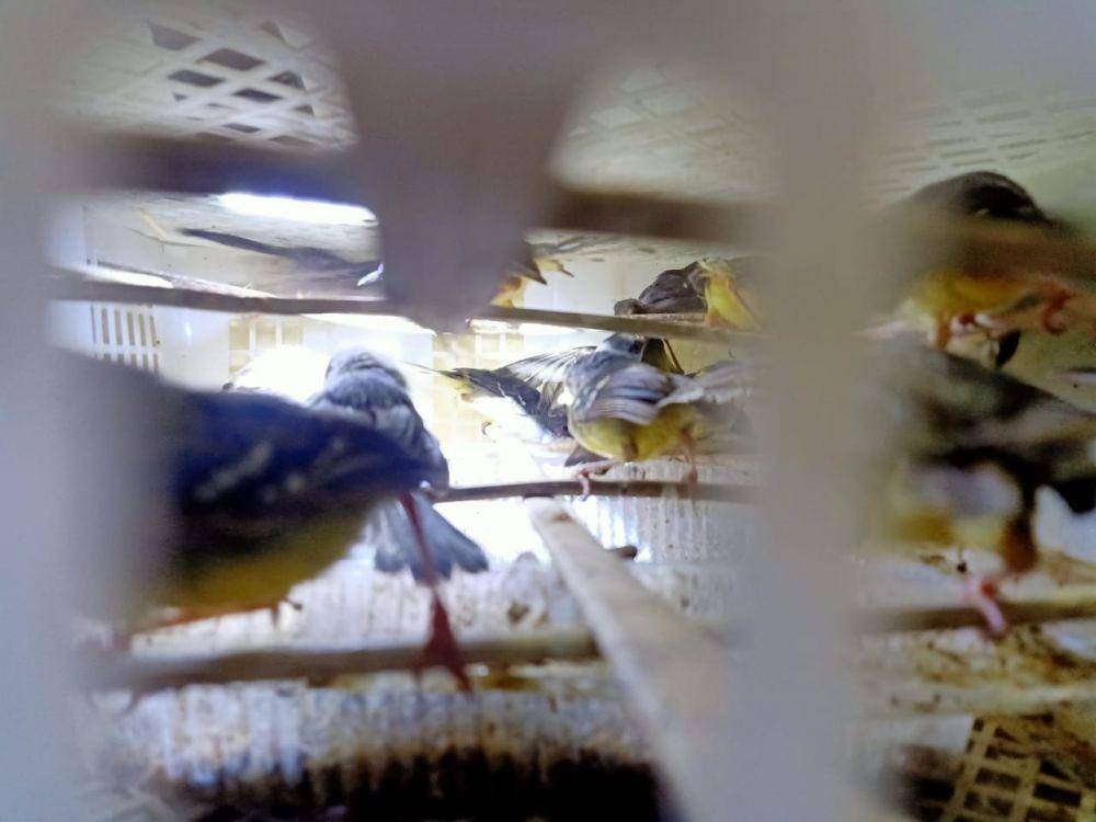 Penyelundupan 1.250 ekor burung berhasil digagalkan di Pelabuhan Bakauheni (IDN Times/Istimewa)
