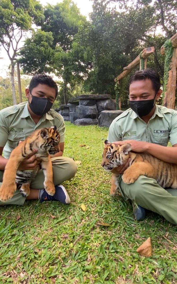 Isyana dan Aura, Nama 2 Anak Harimau di Taman Safari Prigen