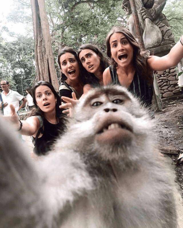 Hewan Sedang Selfie (twitter.com/AnimalsTakingS)