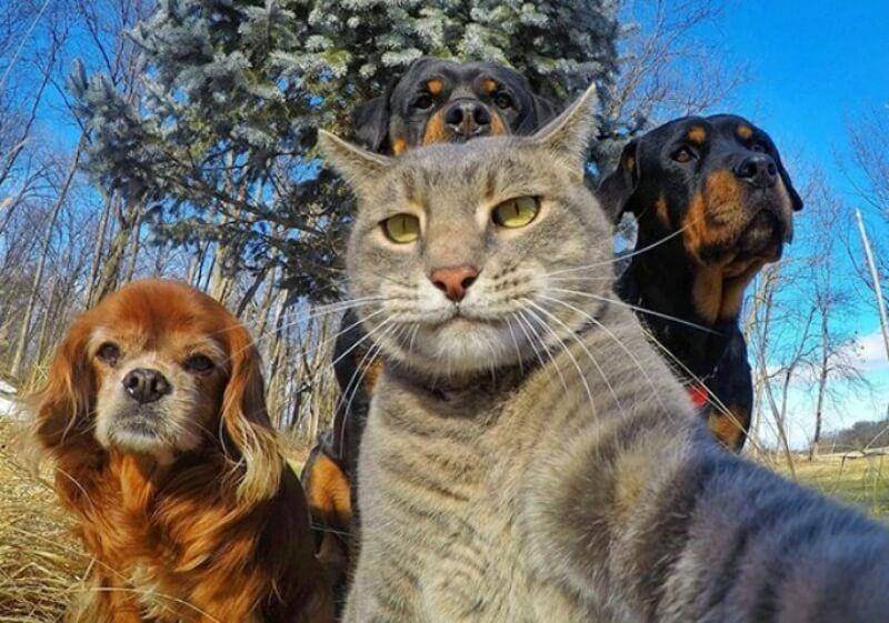 Hewan Sedang Selfie (twitter.com/n0elllll)