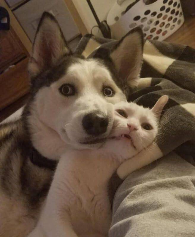 Hewan Sedang Selfie (twitter.com/AnimalsTakingS)