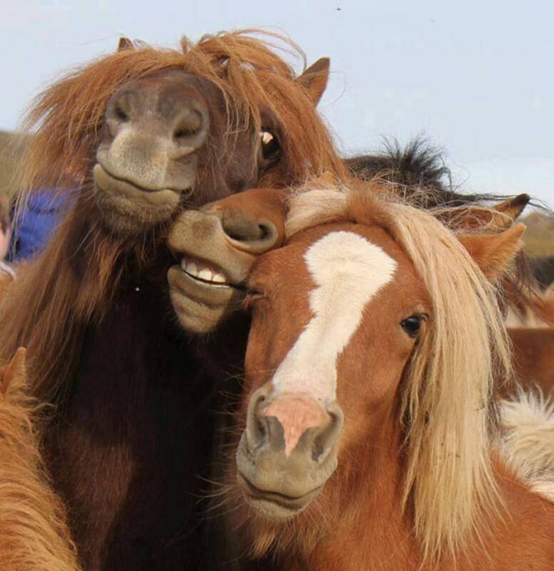 Hewan Sedang Selfie (twitter.com/AnimalsTakingS)