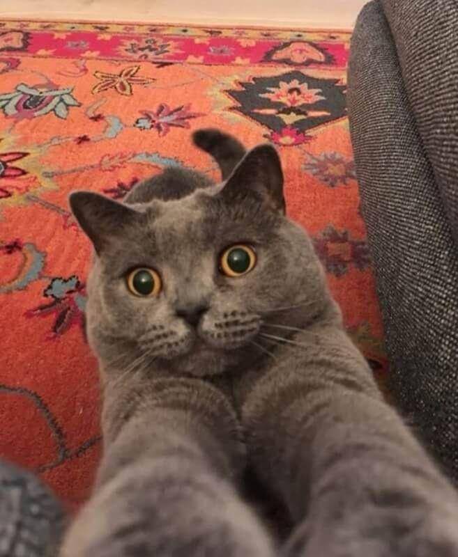 Hewan Sedang Selfie (twitter.com/AnimalsTakingS)