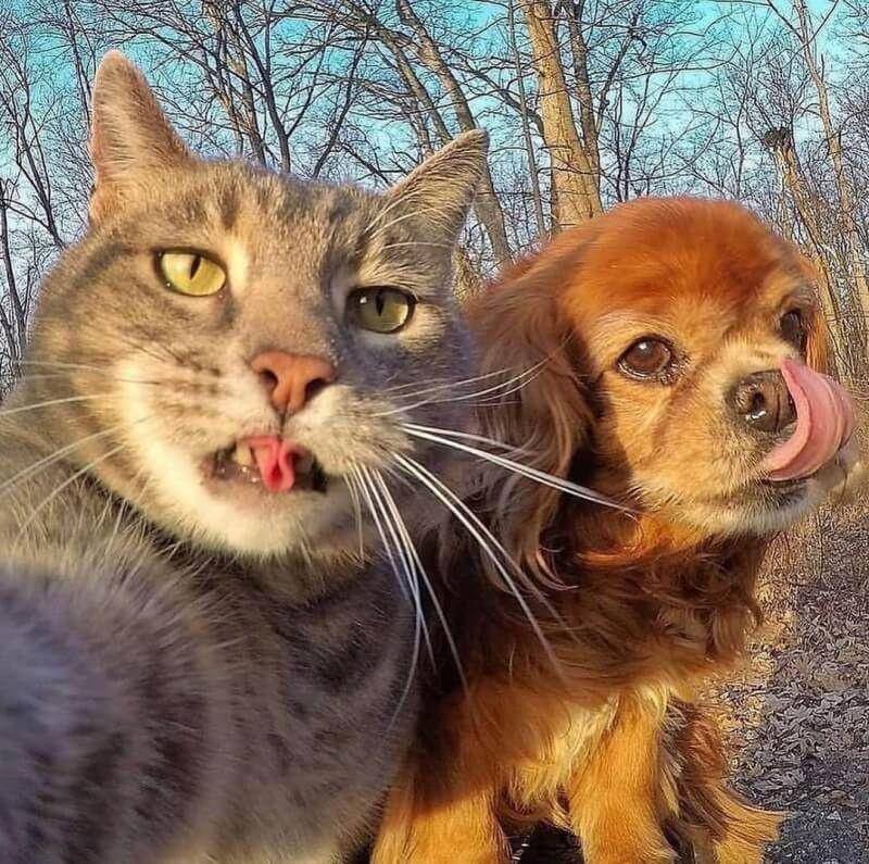 Hewan Sedang Selfie (twitter.com/AnimalsTakingS)