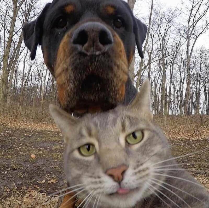 Hewan Sedang Selfie (twitter.com/AnimalsTakingS)