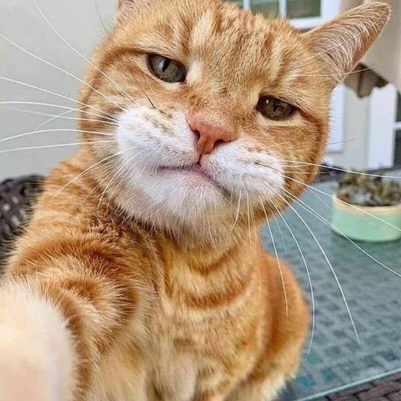 Hewan Sedang Selfie (twitter.com/amine19o)