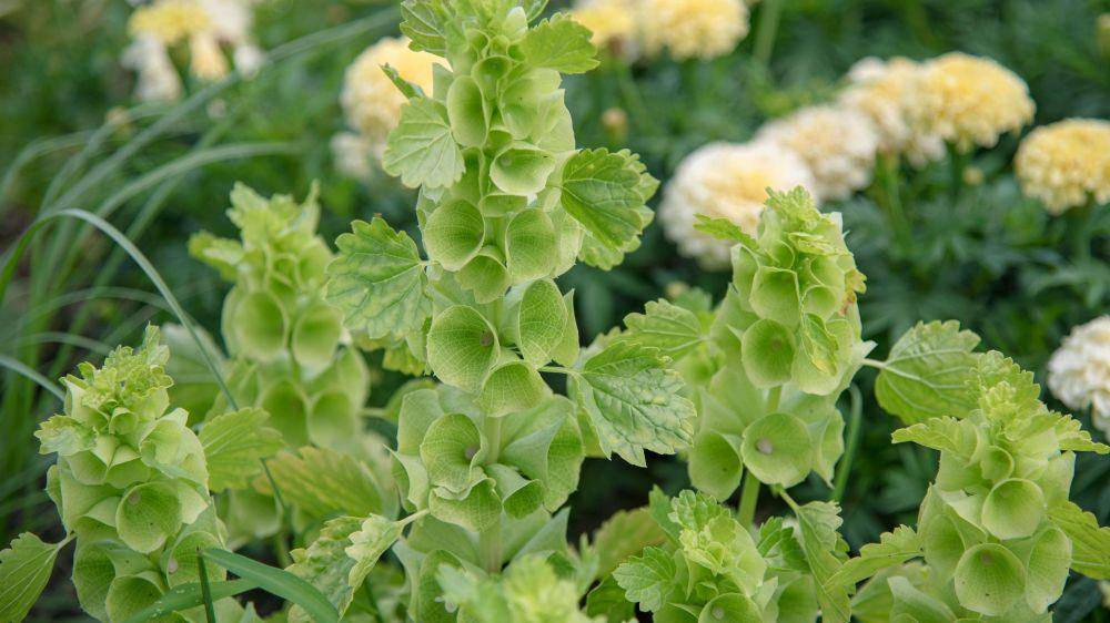 bells of ireland (thespruce.com)