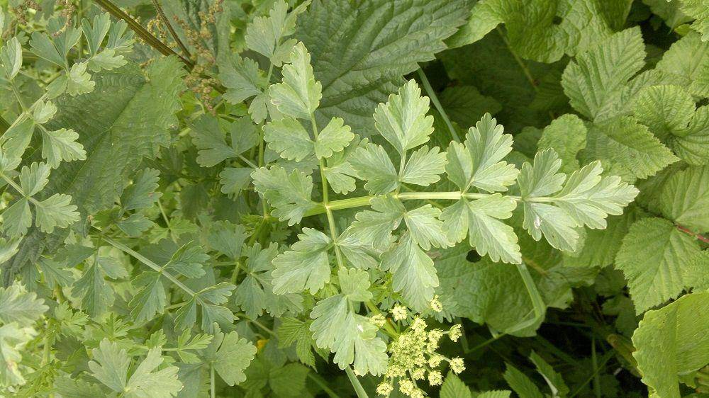 Daun tanaman hemlock (gallowaywildfoods.com)
