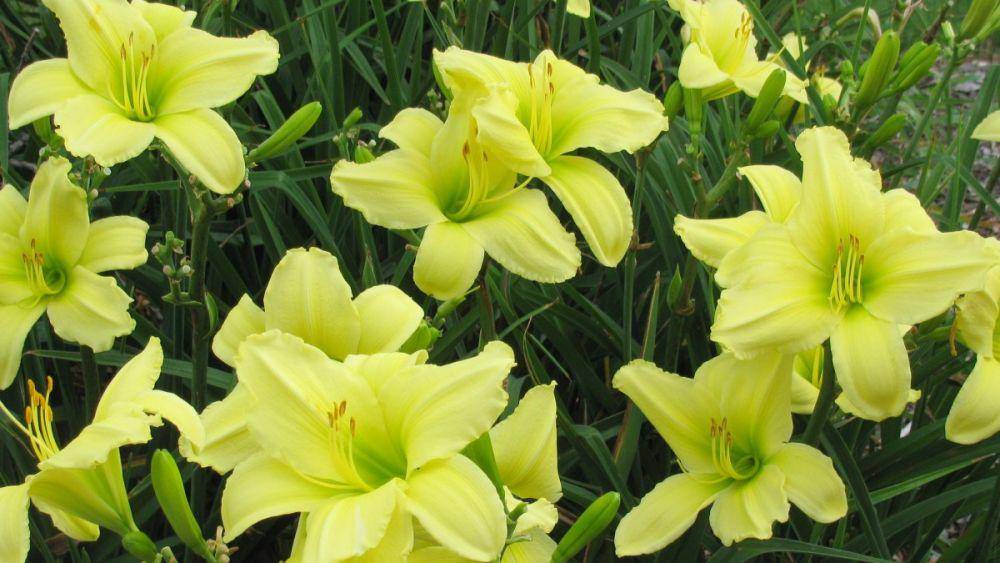 green daylily (sandiegouniontribune.com)