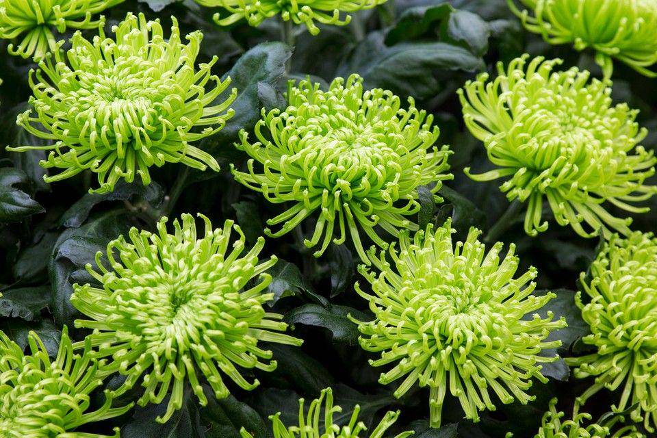 green chrysanthemum (gardenersworld.com)