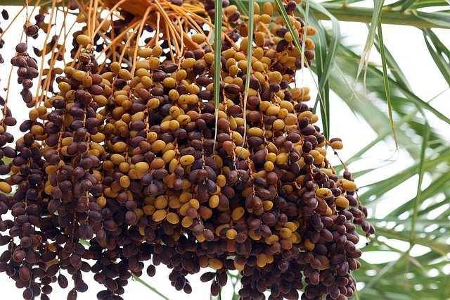 ilustrasi kurma (pixabay.com/pompi)