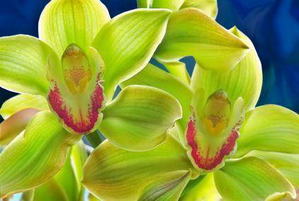 Green Cymbidium orchid (interflora.co.uk)