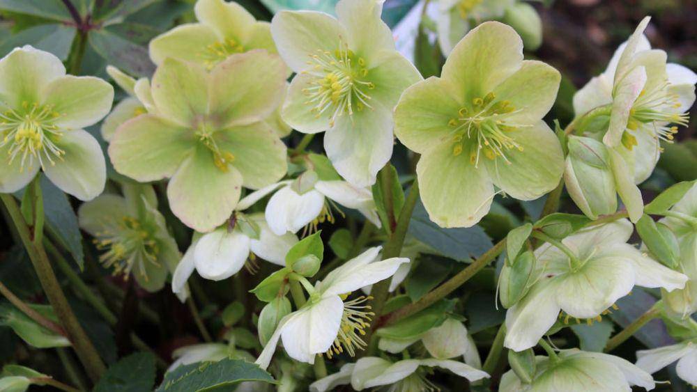 green hellebore (wallitsch.net)