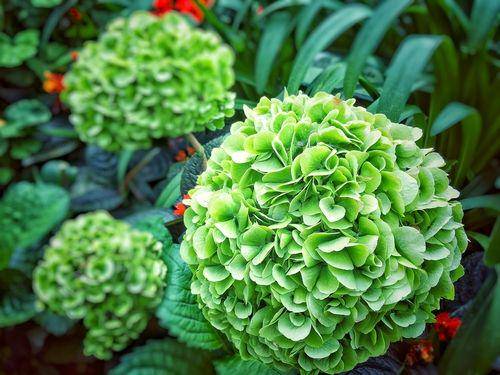 green hydrangea (hydrangeaguide.com)