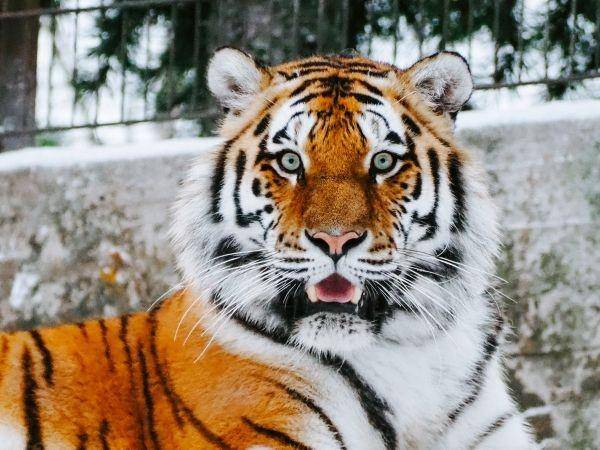 ilustrasi harimau (unsplash.com/@maxvdo)