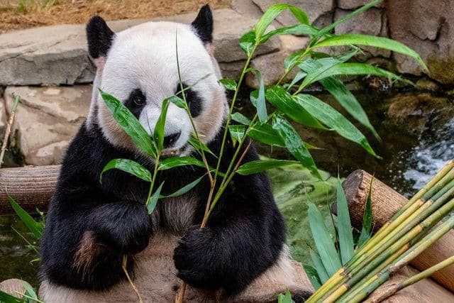 ilustrasi panda sedang makan (unsplash.com/mpayne66)