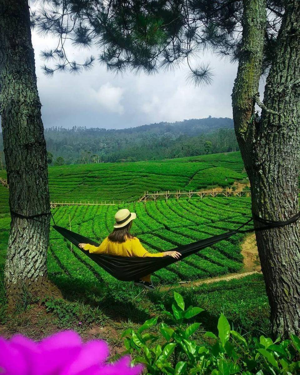 Pemandangan kebun teh di Nuansa Riung Gunung, Bandung Selatan (instagram.com/setyasukma20)