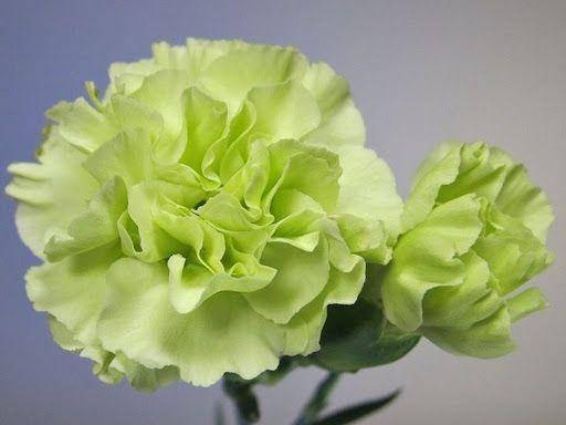 green carnation (flora-charming.com)