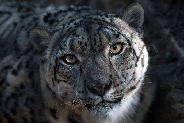 ilustrasi macan tutul salju (unsplash.com/@soberanes)