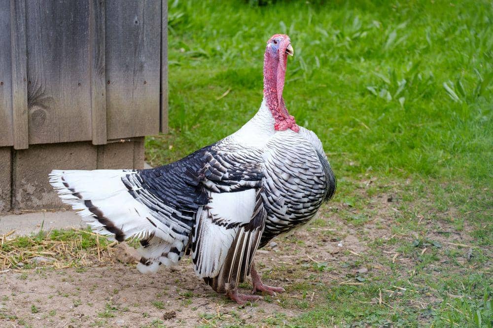 ilustrasi burung kalkun (pixabay.com/bru-no)