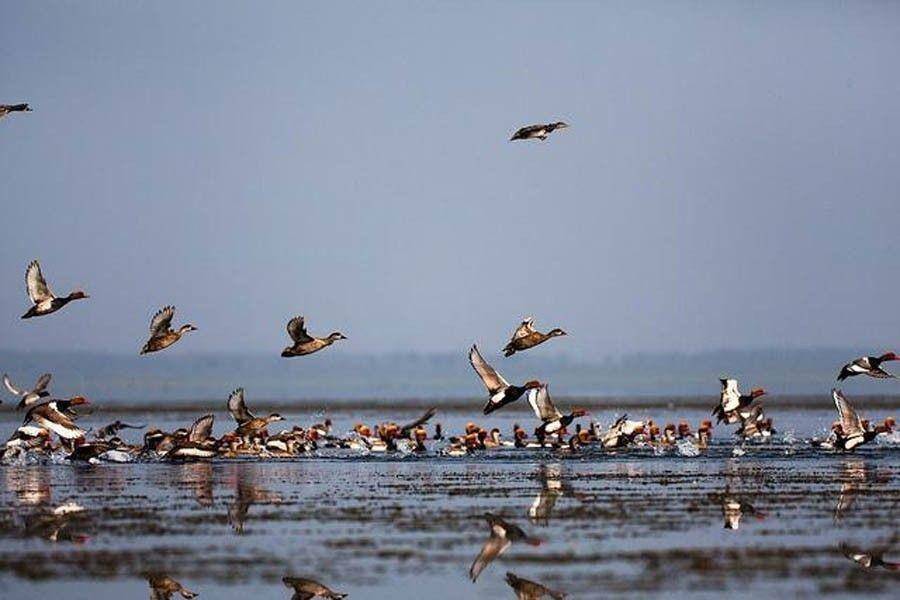 Hakaluki Haor, Bangladesh (thefinancialexpress.com.bd)