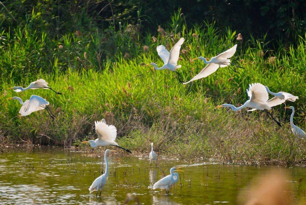 Aogu Wetlands, Taiwan (swcoast-nsa.travel)