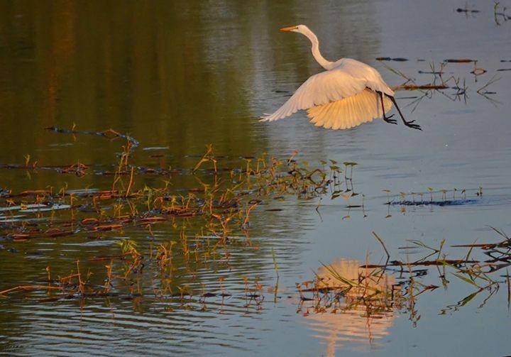 Candaba Swamp, Filipina (businessmirror.com.ph)