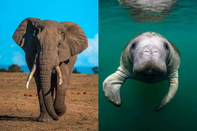ilustrasi gajah dan manatee (unsplash.com/Keyur Nandaniya | discovercrystalriverfl.com)
