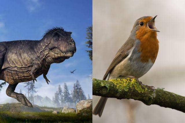ilustrasi burung dan dinosaurus (dinoanimals.pl | unsplash.com/Jan Meeus)