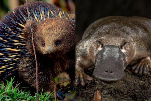 ilustrasi echidna dan platypus (unsplash.com/Meg Jerrard | museumsvictoria.com.au)
