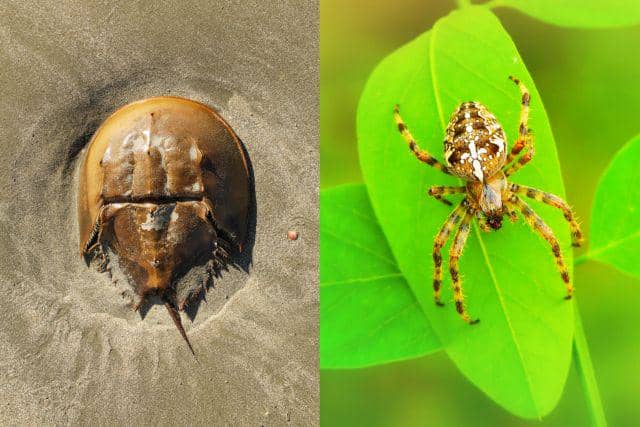 ilustrasi kepiting tapal kuda dan laba-laba (southernenvironment.org | unsplash.com/Krzysztof Niewolny)