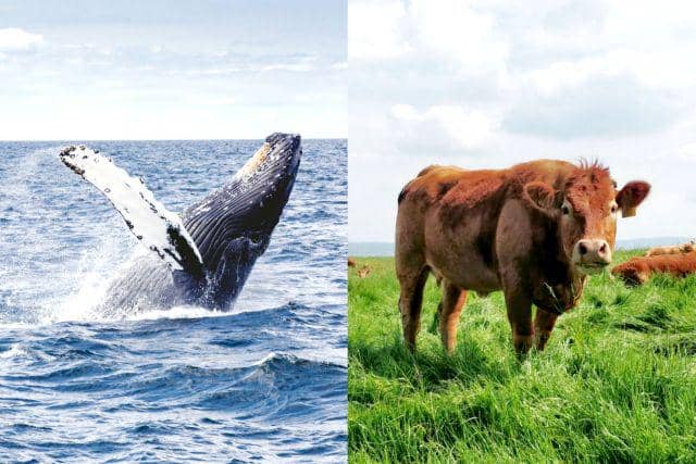 ilustrasi paus dan sapi (unsplash.com/Thomas Kelley | unsplash.com/Dhruv Mehra)