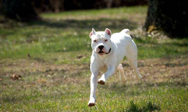 gambar anjing Dogo Argentina (be.chewy.com)