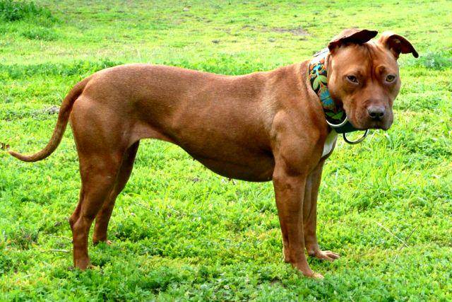 gambar American Pit Bull (tythedogguy.com)