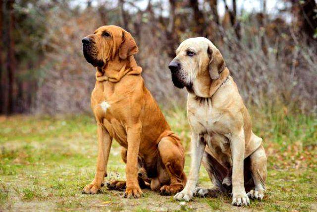 gambar anjing Fila Brasileiro (dogster.com)