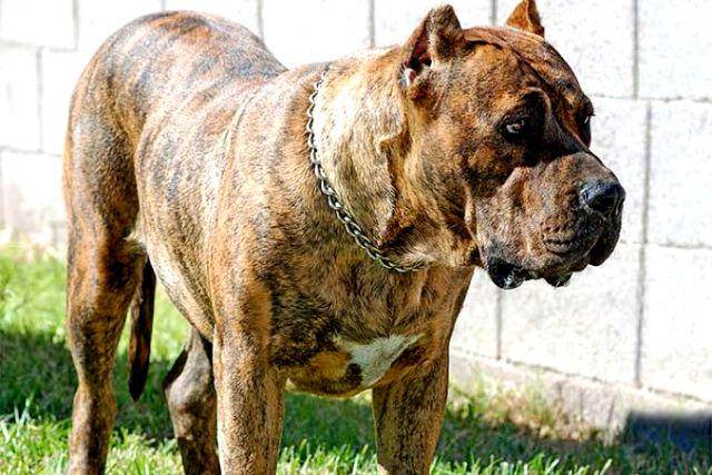 gambar anjing Presa Canario (akc.org)
