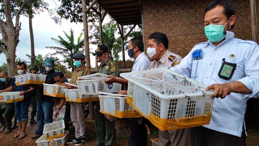 Kegiatan pelepasliaran burung-burung Balai Karantina Pertanian Lampung (IDN Times/Istimewa)