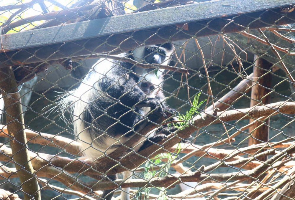 Selama PPKM Darurat, 6 Satwa di Secret Zoo Melahirkan
