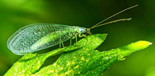 gambar beaded lacewings (friendsoftheearth.uk)