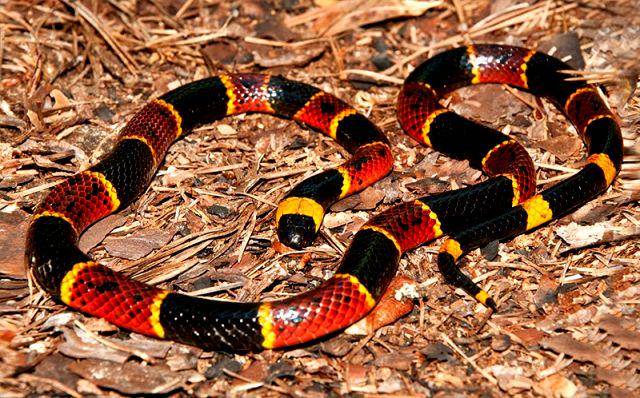 gambar ular karang (evergladesholidaypark.com)