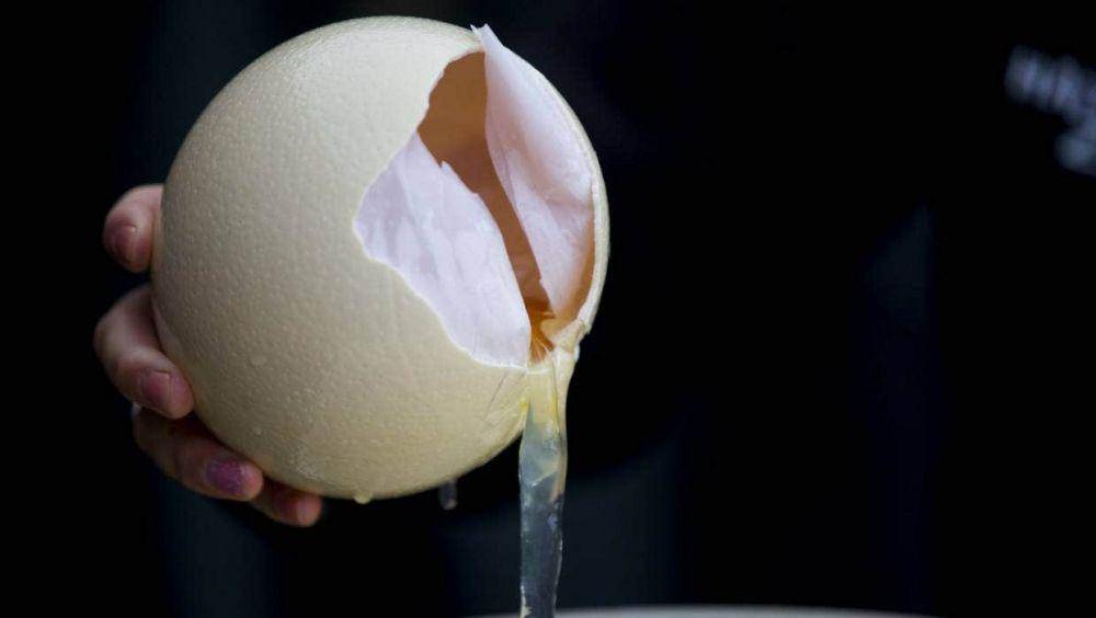 Telur burung unta dibanderol dengan harga yang mahal (stuff.co.nz)