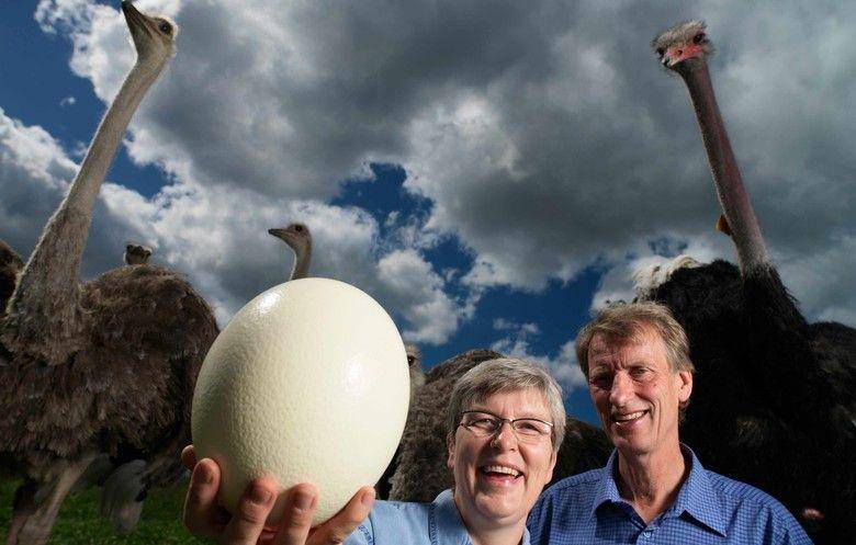 Telur burung unta yang masuk Guinness Wolrd Records (guinnesworldrecords.com)