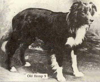 Old Hemp (dok. Border Collie Museum)