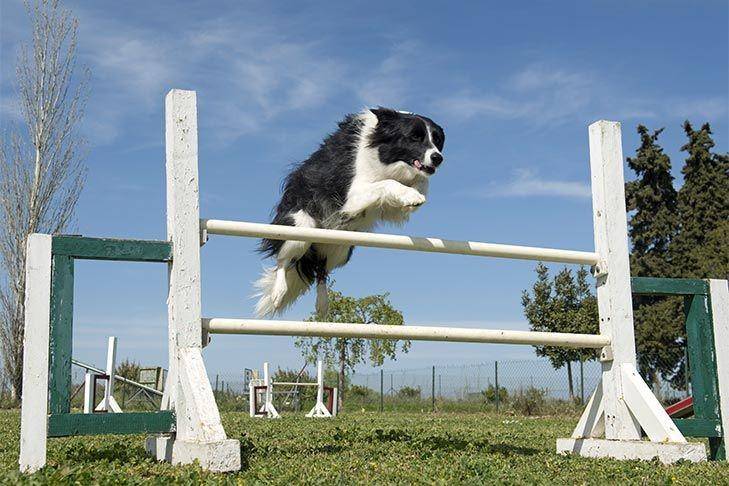 Anjing Border Collie yang sedang latihan kelincahan (dok. American Kennel Club)