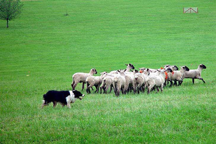 Border Collie sedang menggiring domba (dok. American Kennel Club)